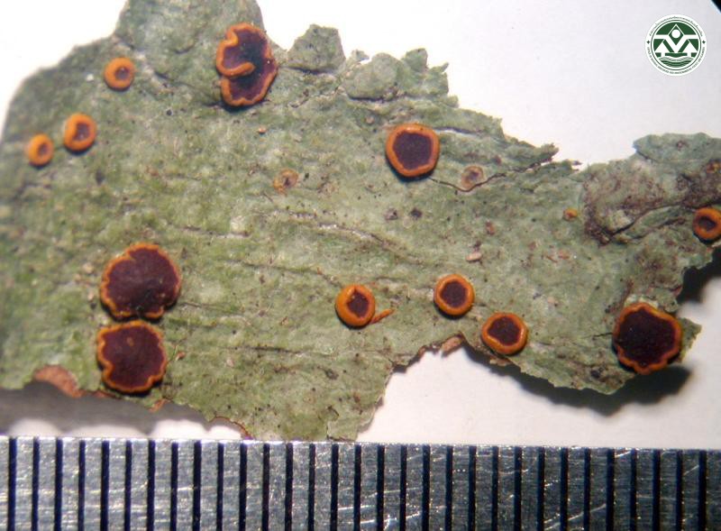 Letrouitia domingensis