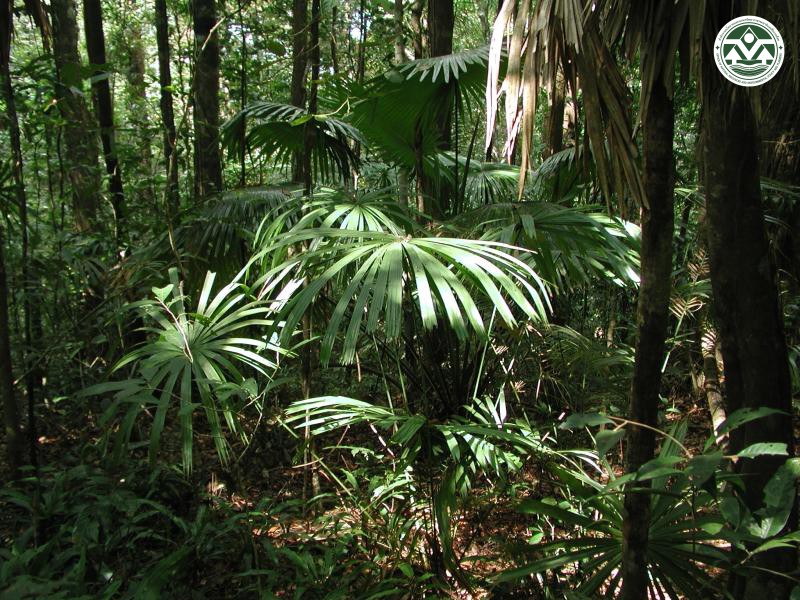 Licuala distans
