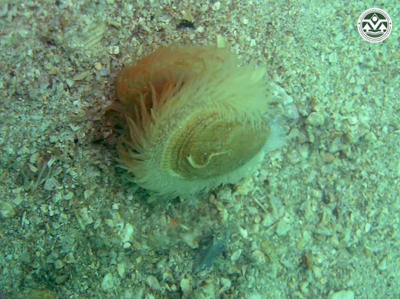 Lima fragilis