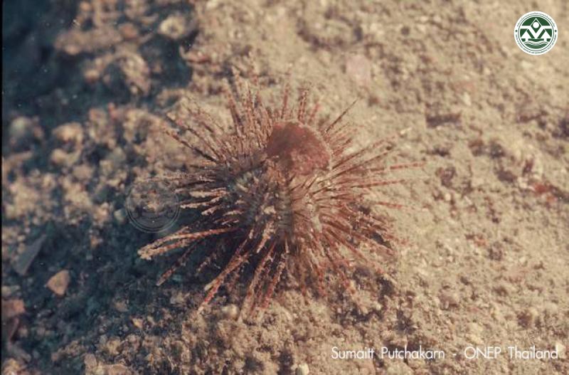 Temnopleurus toreumaticus