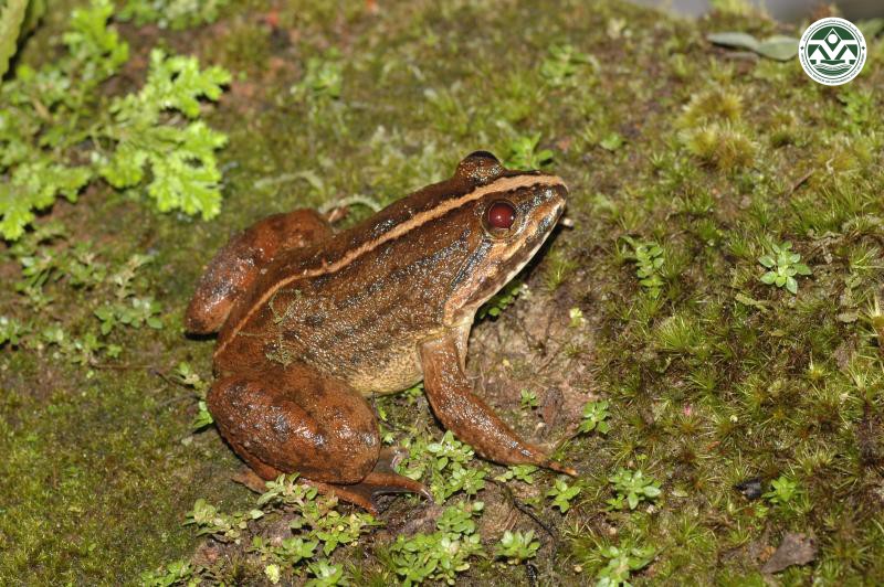 Limnonectes kuhlii