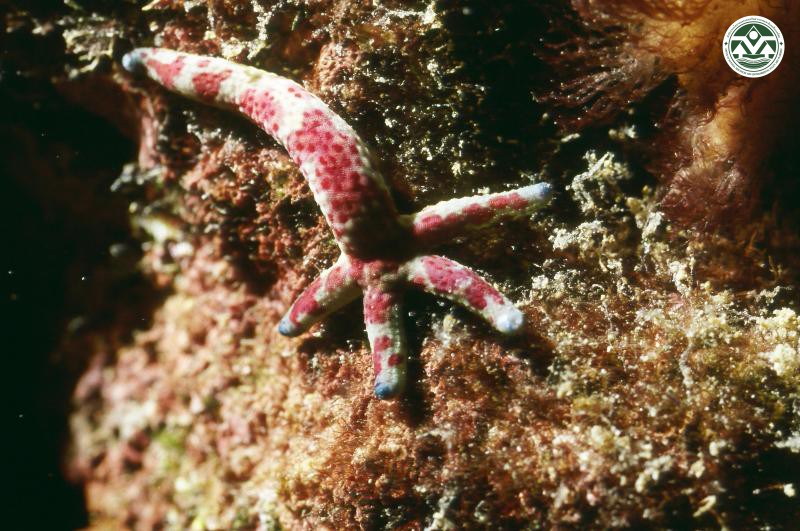 Linckia multifora