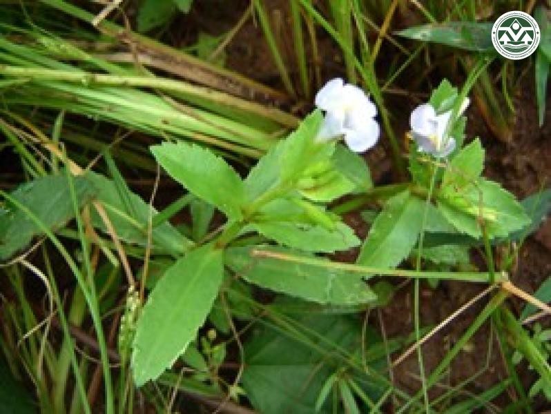 Lindernia crustacea