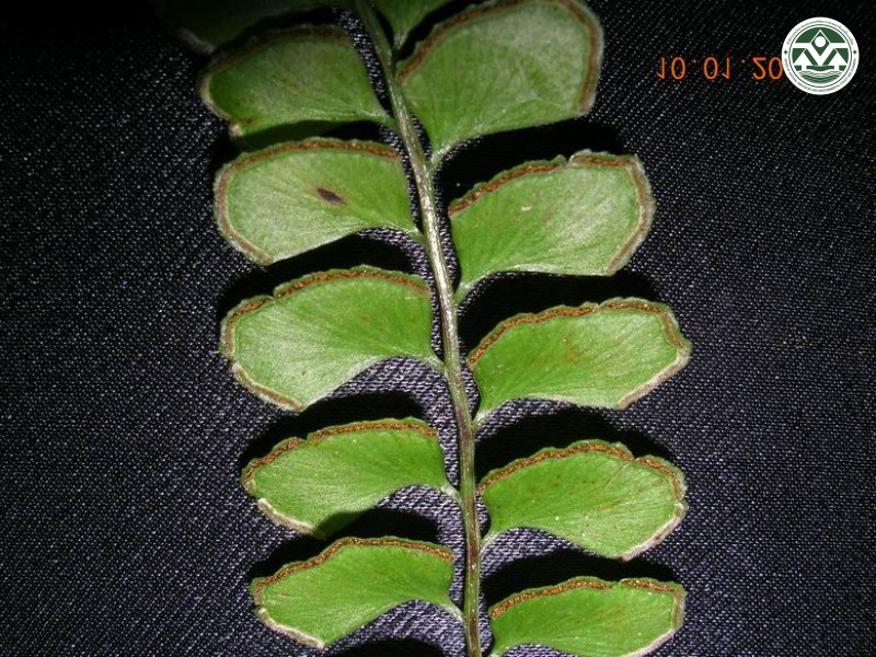 Lindsaea chienii