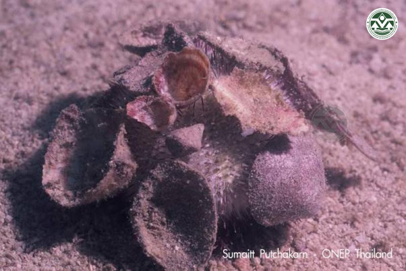 Salmacis virgulata