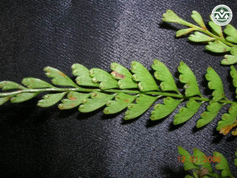 Lindsaea odorata