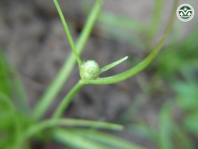 Lipocarpha chinensis