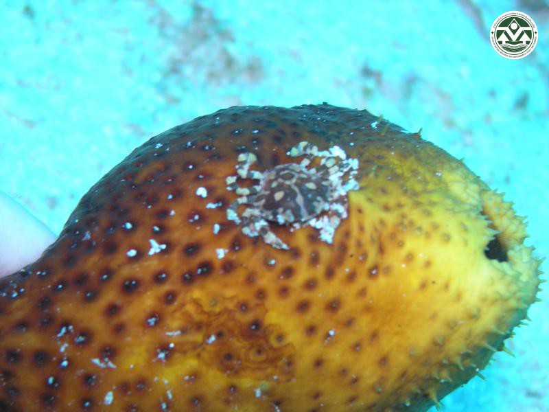 Lissocarcinus orbicularis