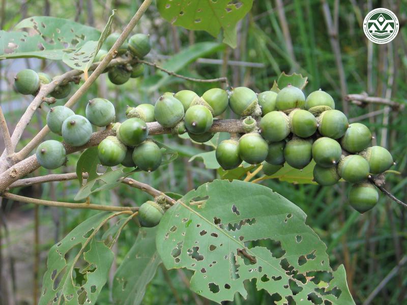 Lithocarpus ceriferus