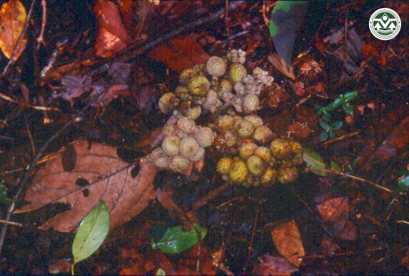 Lithocarpus fenestratus
