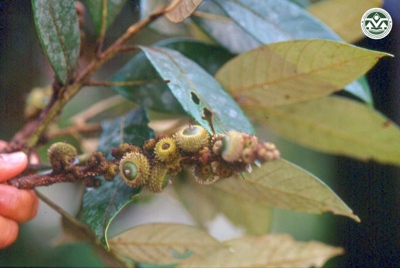 Lithocarpus truncatus
