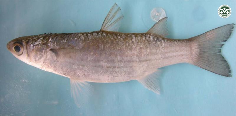 Liza subviridis
