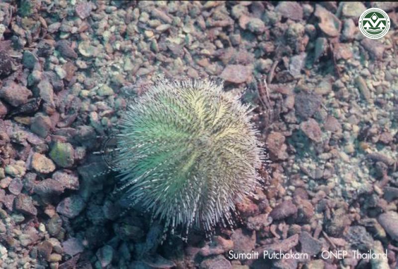 Salmacis sphaeroides