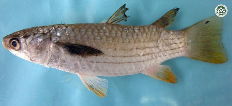 Liza vaigiensis