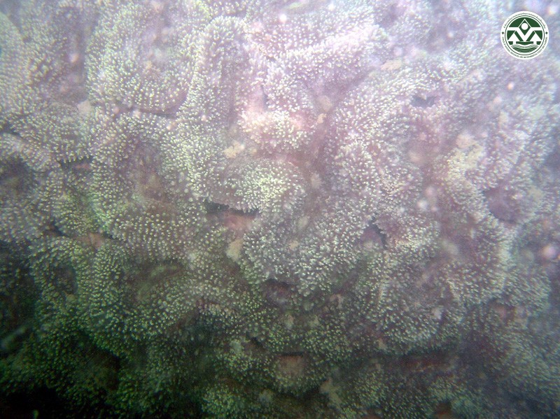 Lobophyllia hemprichii