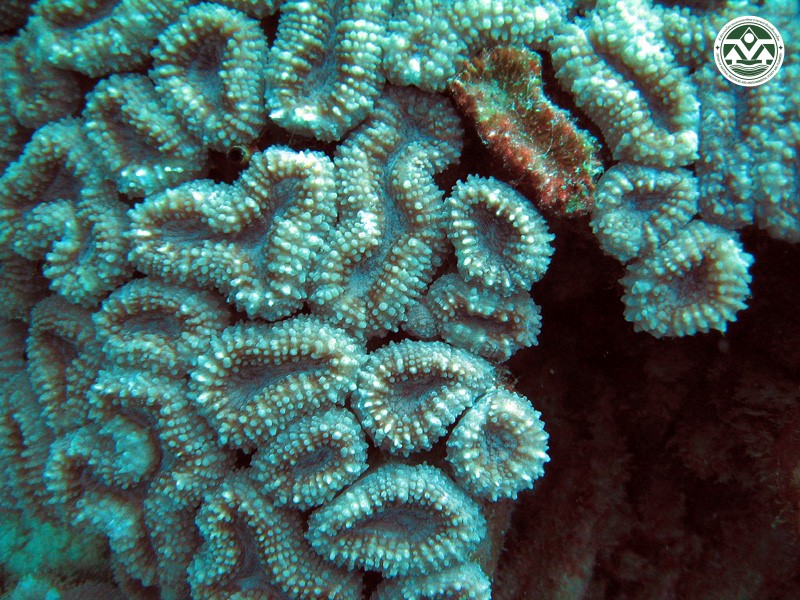 Lobophyllia hempricii