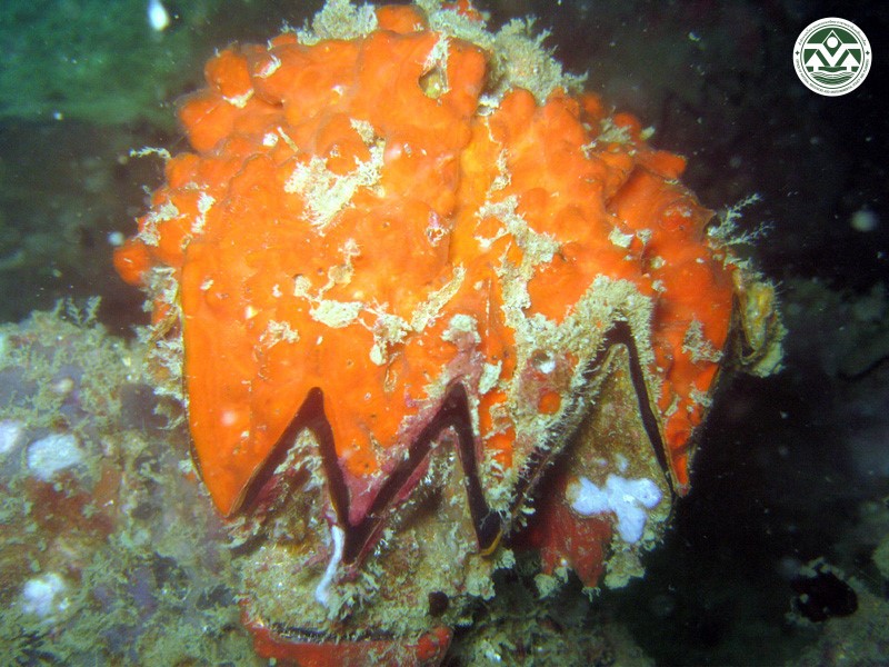 Lopha cristagalli