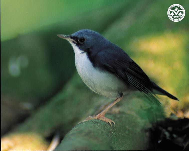 Luscinia cyane