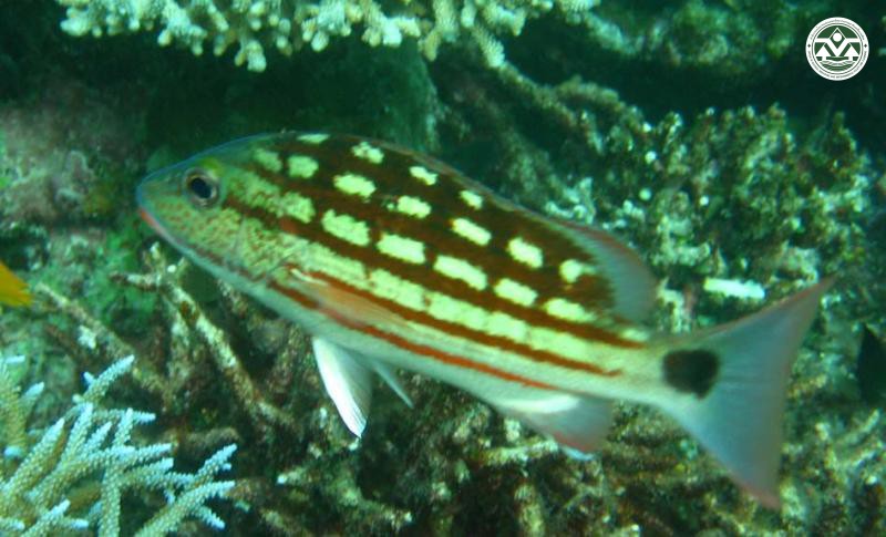 Lutjanus decussatus