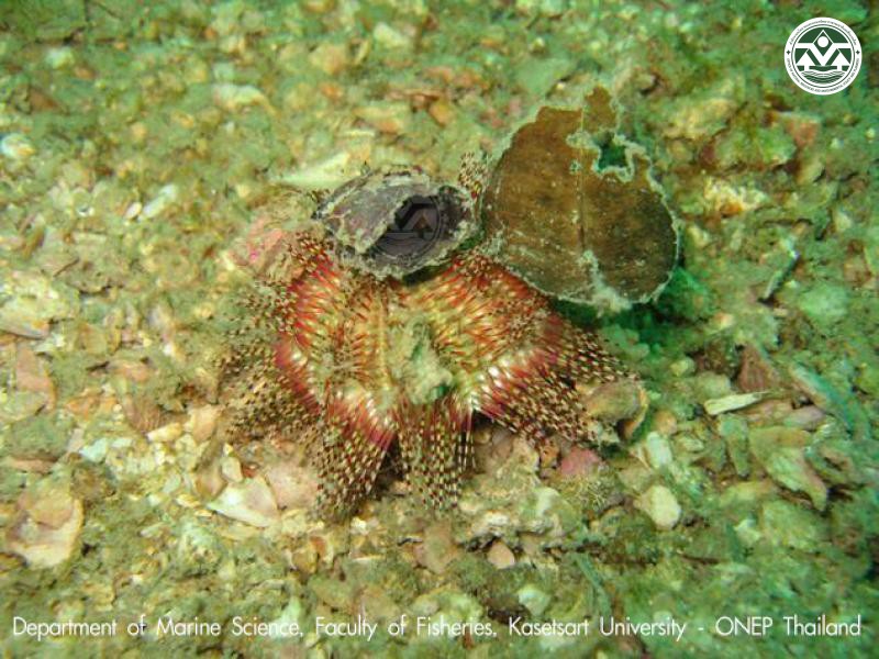 Salmacis bicolor