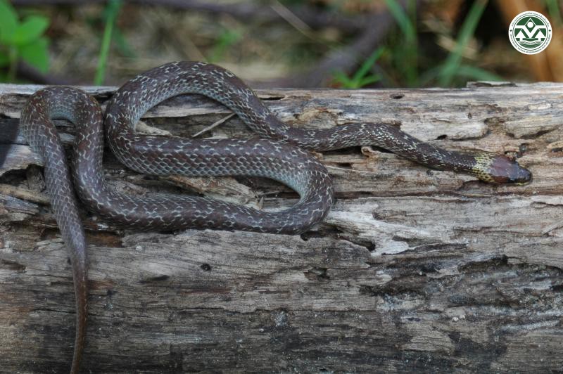 Lycodon capucinus