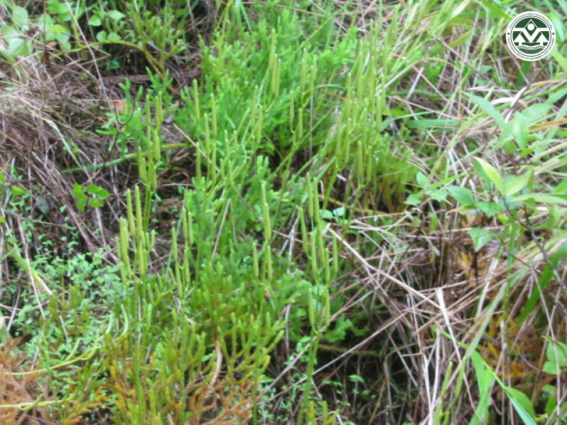 Lycopodium clavatum