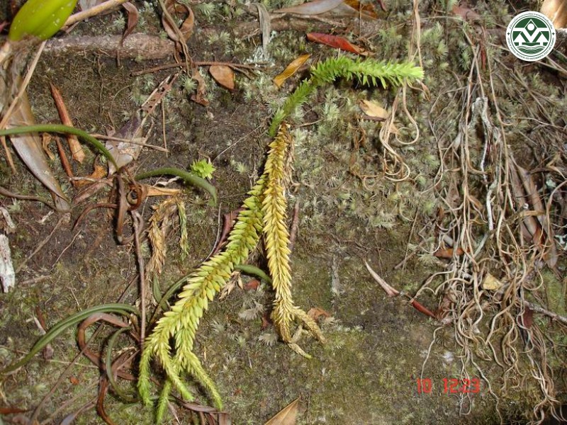 Lycopodium hamiltonii