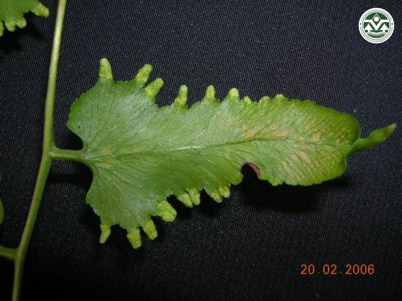 Lygodium flexuosa