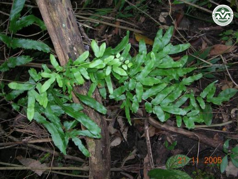 Lygodium giganteum