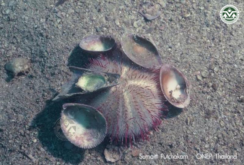 Salmaciella dussumieri
