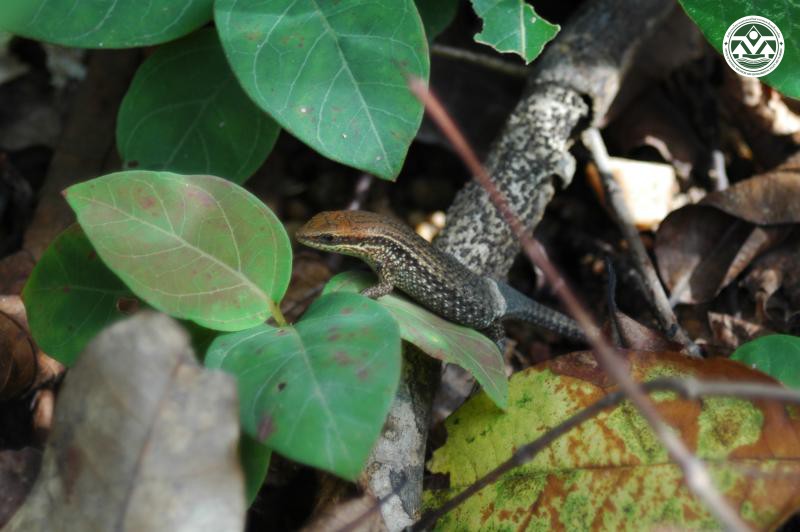 Mabuya macularia