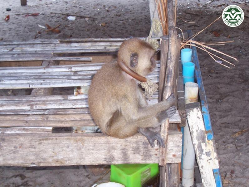 Macaca mulatta