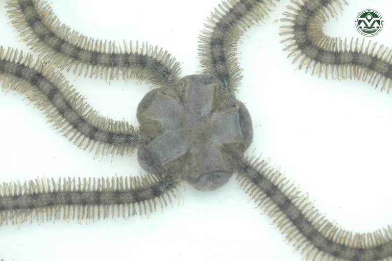 Macrophiothrix variabilis