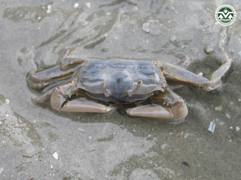 Macrophthalmus convexus