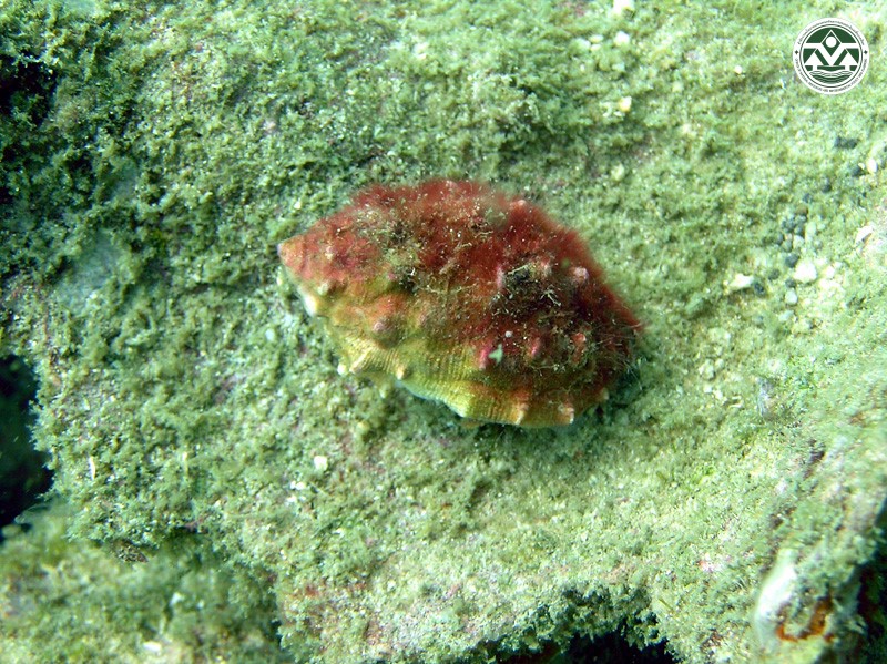 Mancinella echinata