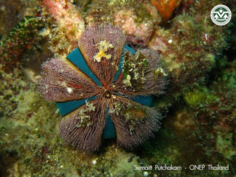 Mespilia globulus