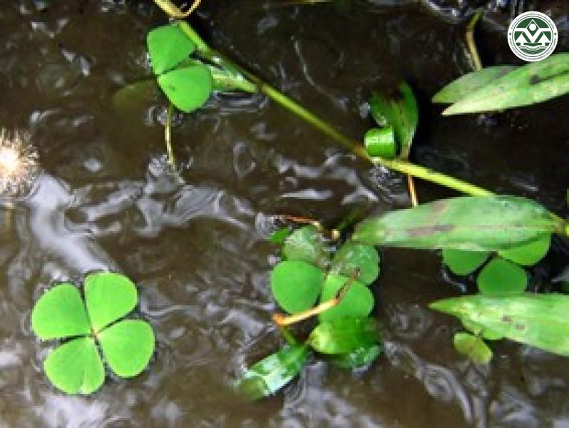 Marsilea crenata