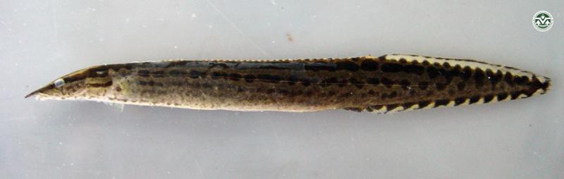 Mastacembelus armatus