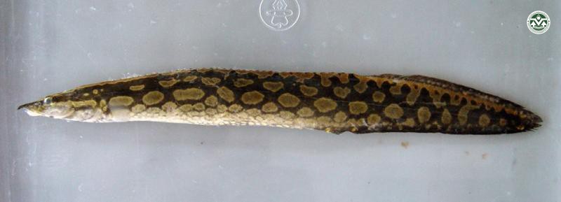 Mastacembelus favus
