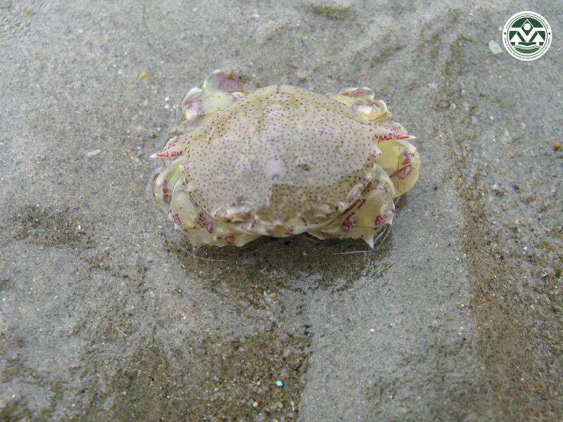 Matuta victor