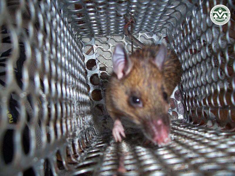 Maxomys rajah