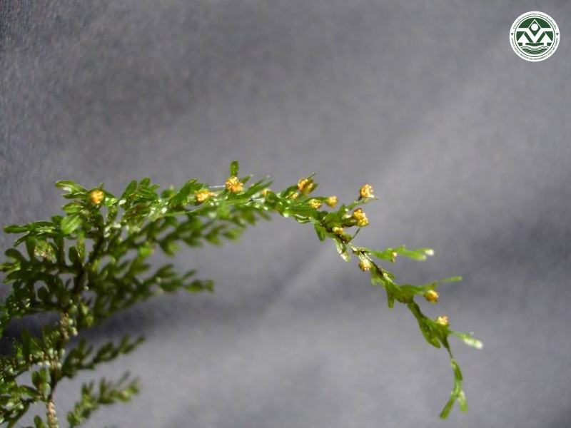 Mecodium polyanthos