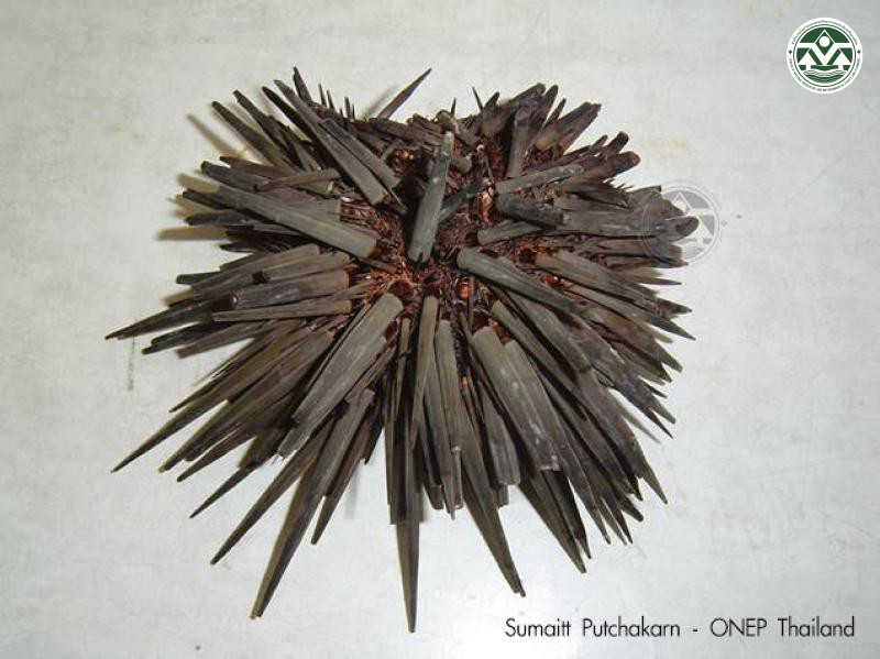 Stomopneustes variolaris