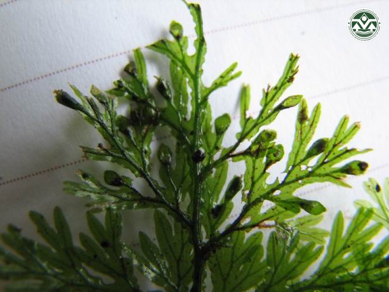 Mecodium riukiuense