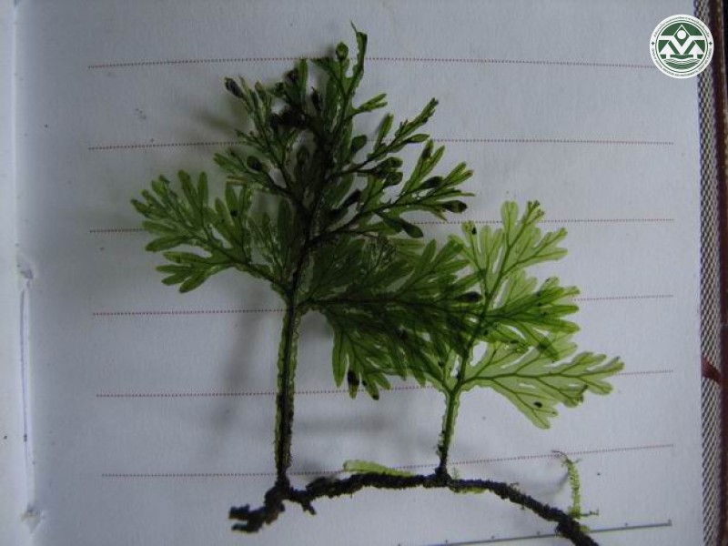 Mecodium riukiuense