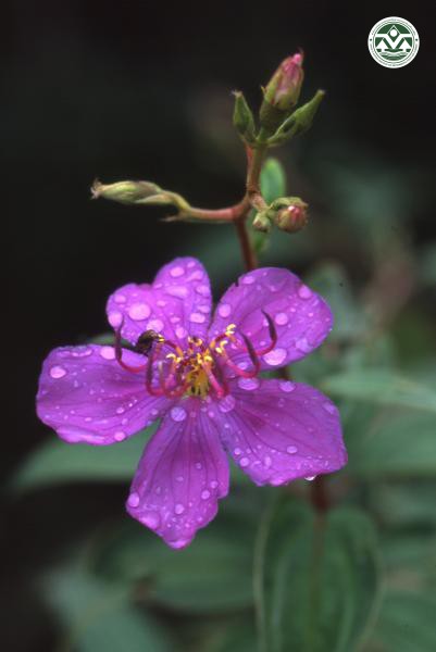 Melastoma pellegrinianum