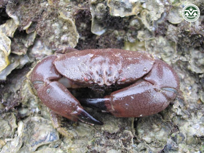Menippe rumphii