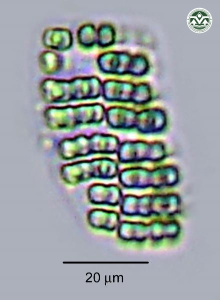Merismopedia tenuissima