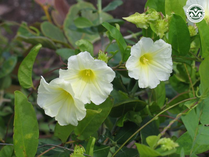 Merremia verruculosa