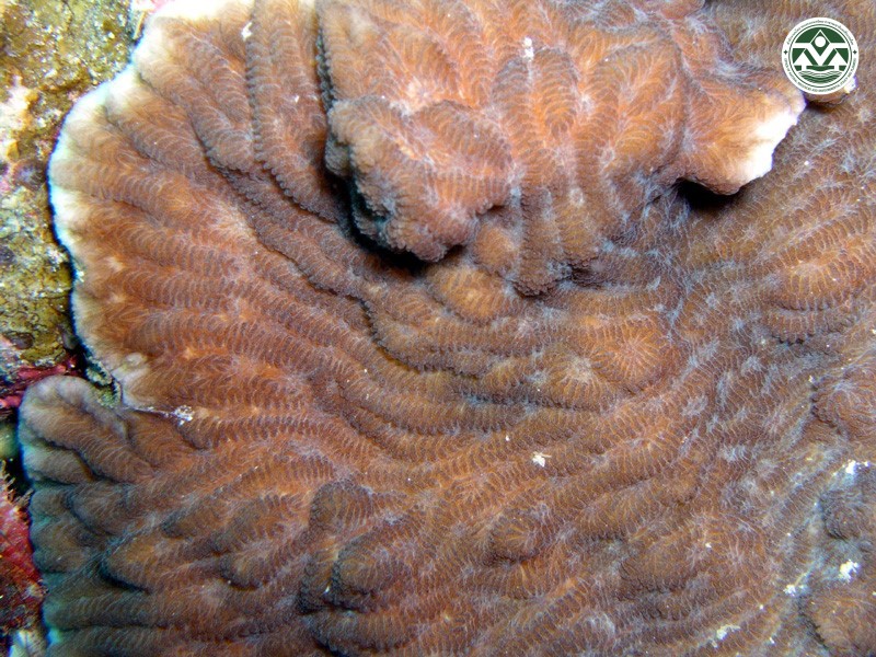Merulina ampliata